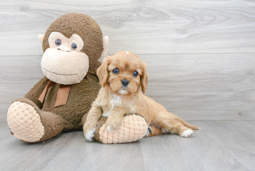 Sweet Cavalier King Charles Spaniel Purebred Puppy