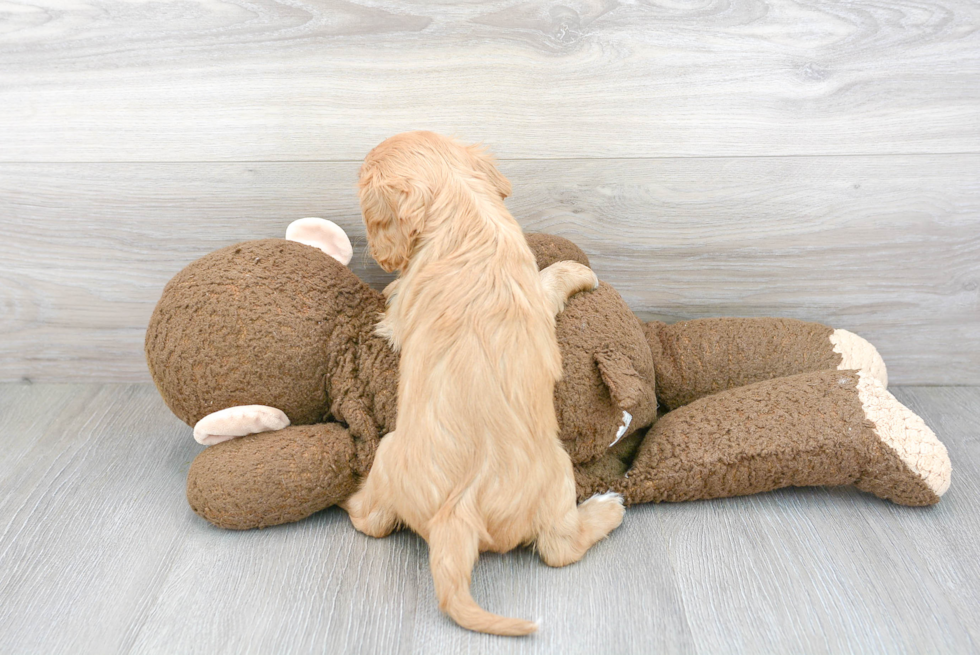 Cavalier King Charles Spaniel Pup Being Cute