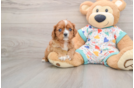 Hypoallergenic Cavalier King Charles Spaniel Purebred Pup