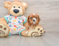 8 week old Cavalier King Charles Spaniel Puppy For Sale - Premier Pups