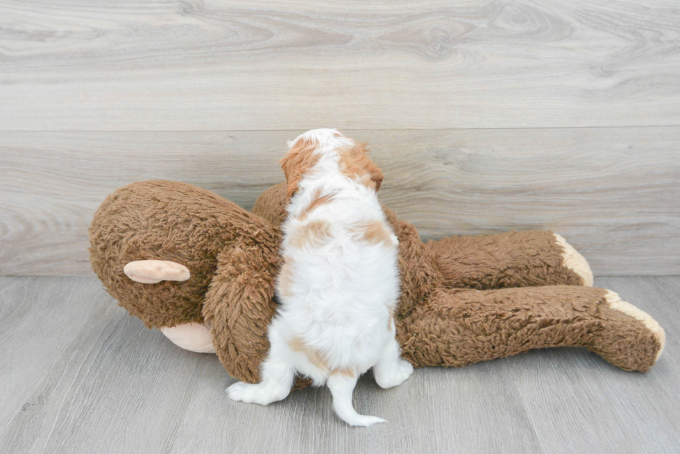 Cavalier King Charles Spaniel Puppy for Adoption