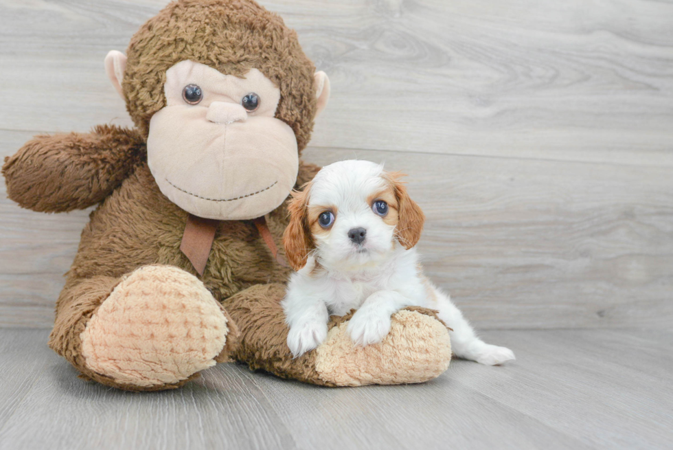 Cavalier King Charles Spaniel Puppy for Adoption