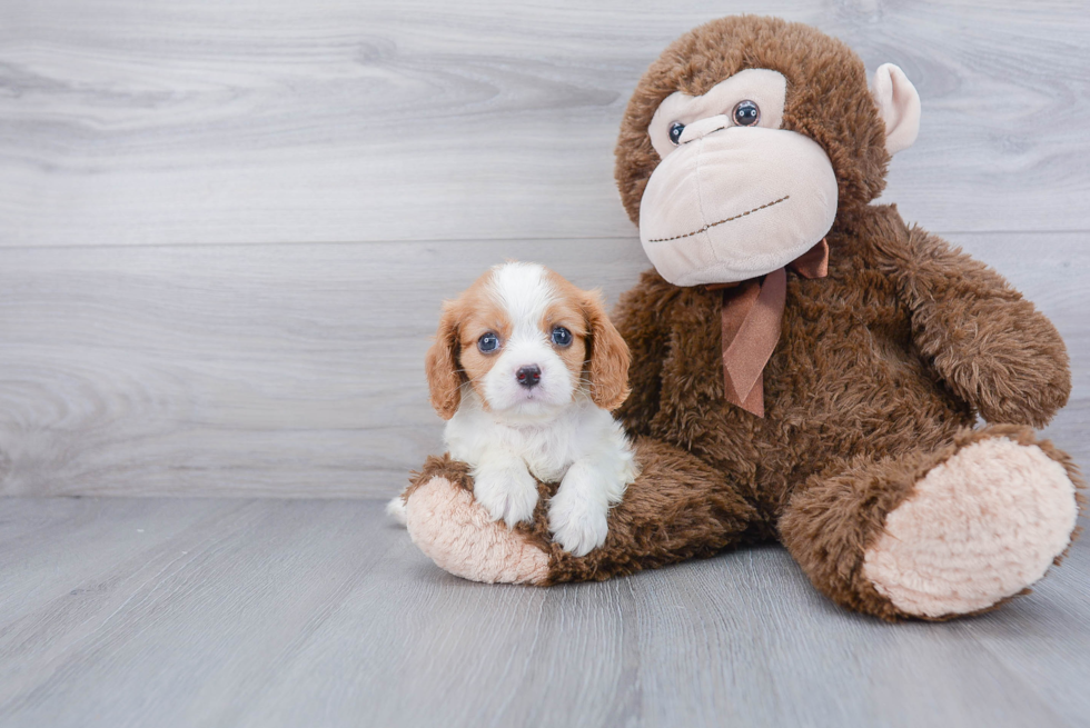 Best Cavalier King Charles Spaniel Baby