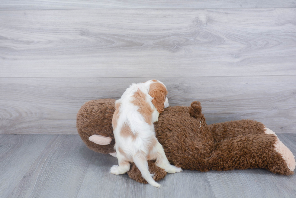 Cavalier King Charles Spaniel Pup Being Cute