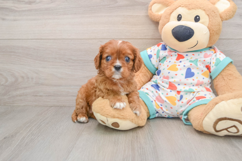 Smart Cavalier Purebred Puppy