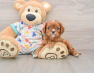 8 week old Cavalier King Charles Spaniel Puppy For Sale - Premier Pups