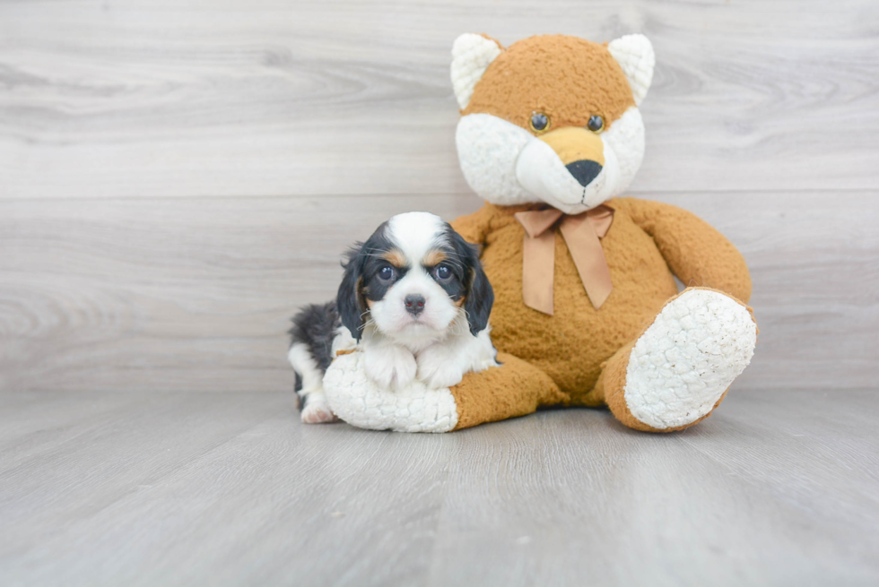 Popular Cavalier King Charles Spaniel Baby