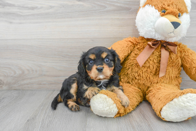Petite Cavalier King Charles Spaniel Purebred Puppy