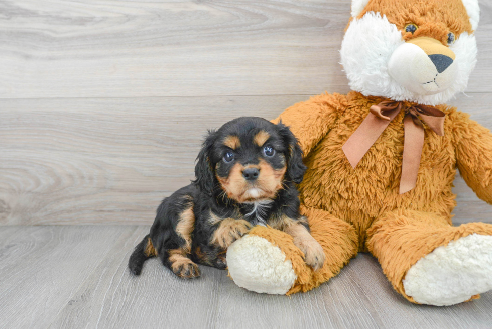 Petite Cavalier King Charles Spaniel Purebred Puppy
