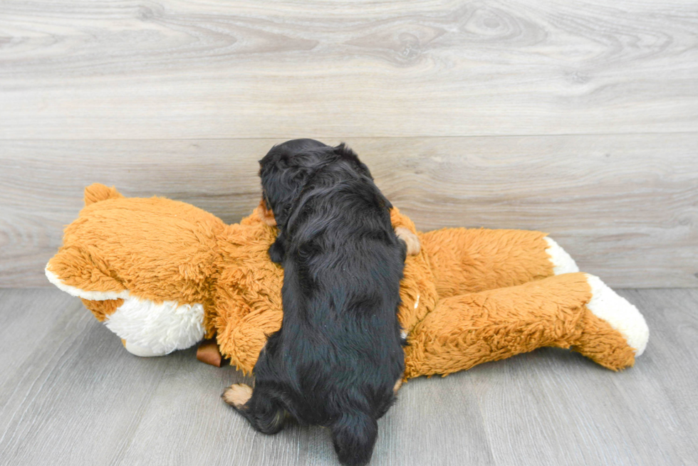 Best Cavalier King Charles Spaniel Baby