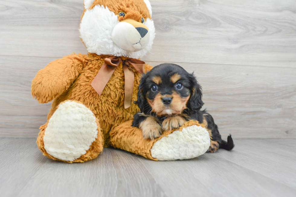 Funny Cavalier King Charles Spaniel Baby