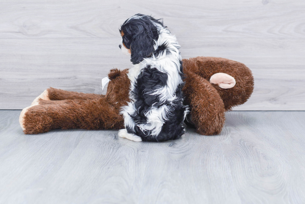 Best Cavalier King Charles Spaniel Baby