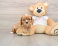 5 week old Cavalier King Charles Spaniel Puppy For Sale - Premier Pups