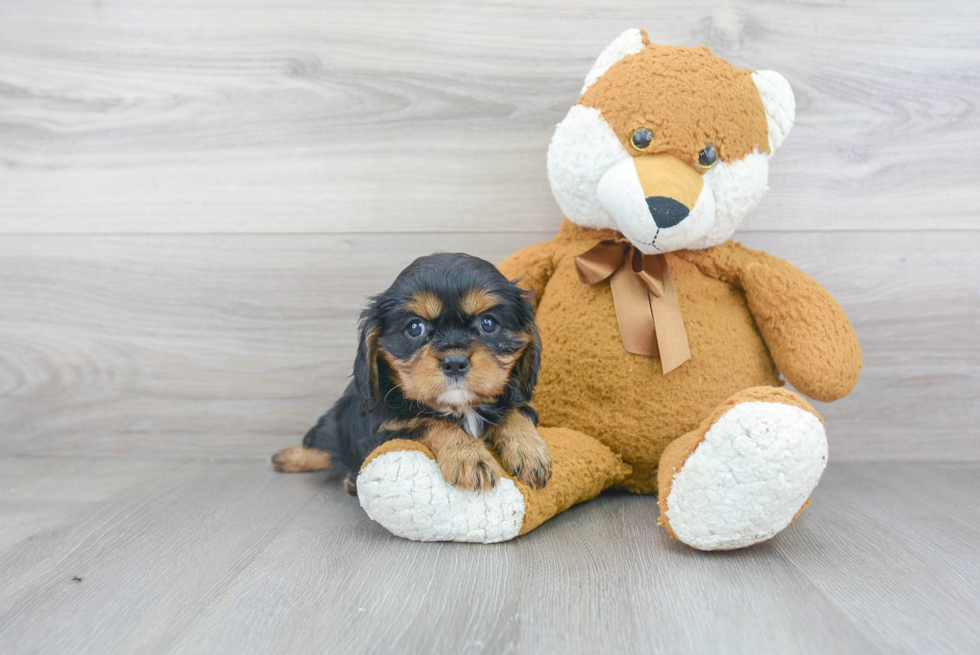 Sweet Cavalier King Charles Spaniel Purebred Puppy