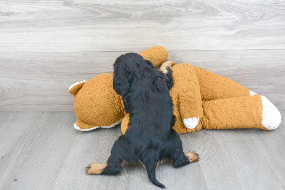 Hypoallergenic Cavalier King Charles Spaniel Baby