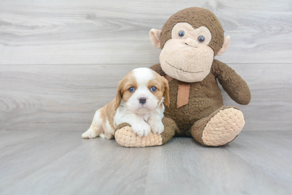 Akc Registered Cavalier King Charles Spaniel Baby