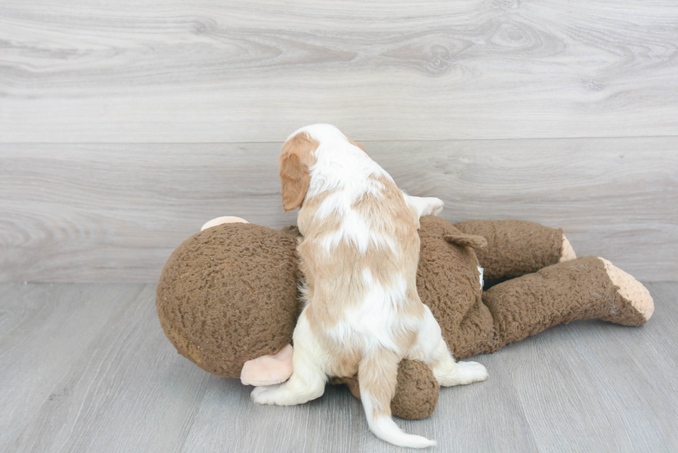 Smart Cavalier King Charles Spaniel Purebred Puppy