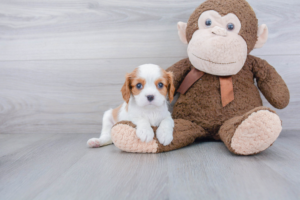 Cavalier King Charles Spaniel Pup Being Cute