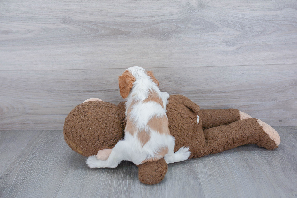 Cavalier King Charles Spaniel Pup Being Cute