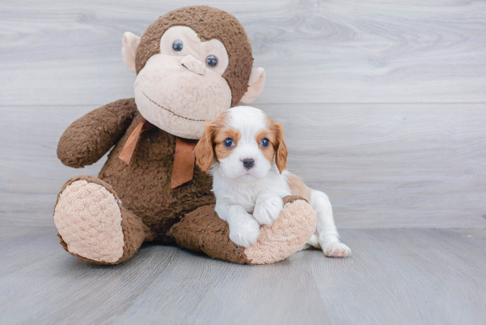 Little Cavalier King Charles Spaniel Baby