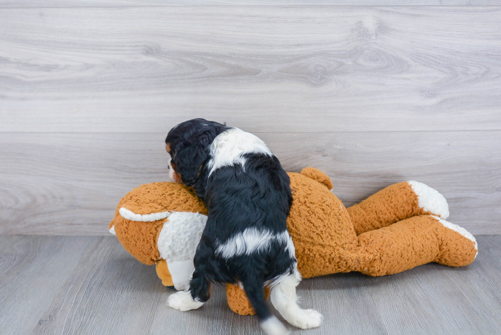 Sweet Cavalier King Charles Spaniel Purebred Puppy