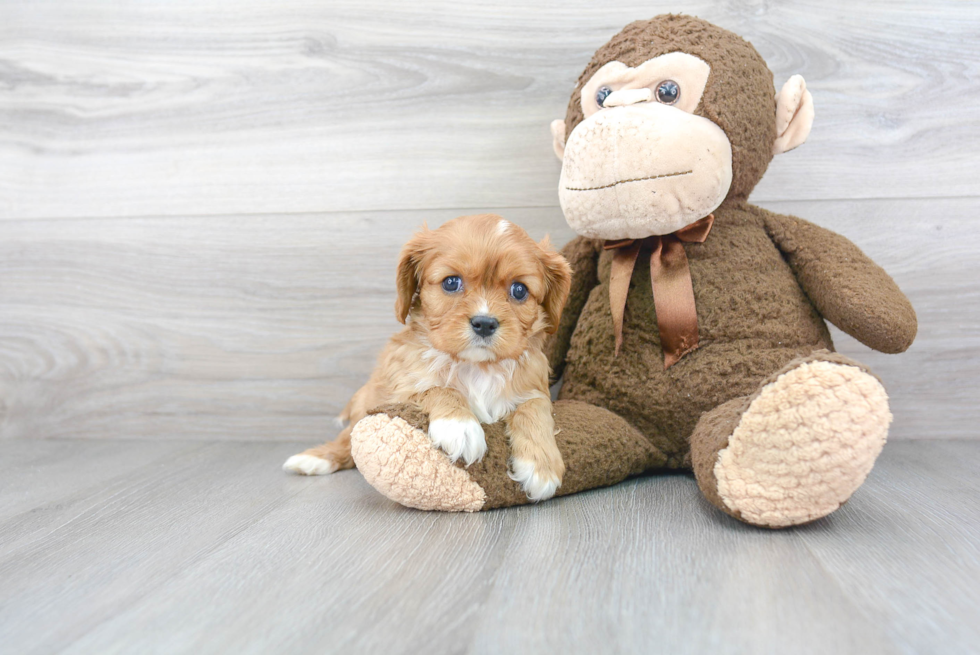Best Cavalier King Charles Spaniel Baby