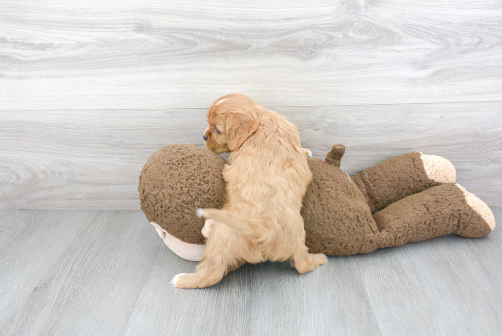 Hypoallergenic Cavalier King Charles Spaniel Purebred Pup