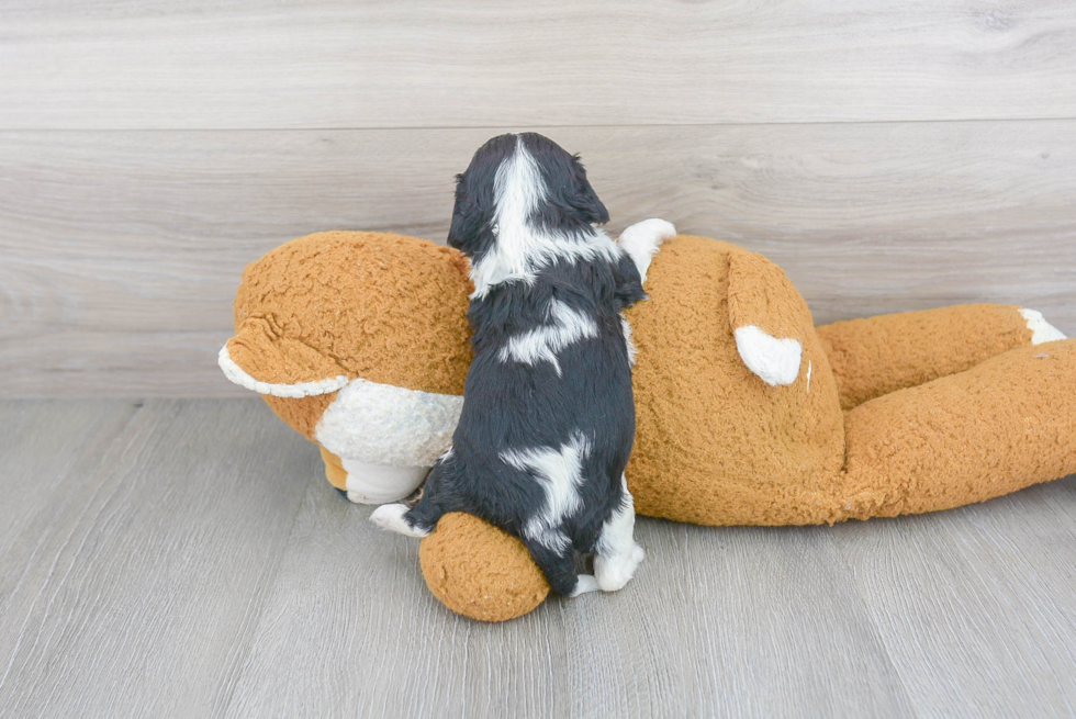 Best Cavalier King Charles Spaniel Baby