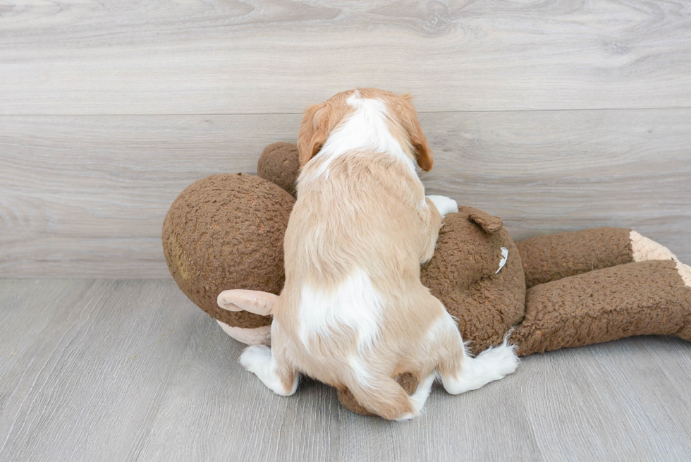 Best Cavalier King Charles Spaniel Baby