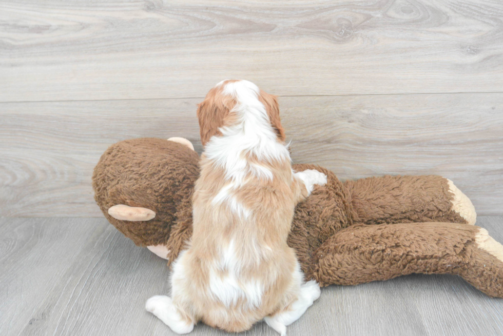 Best Cavalier King Charles Spaniel Baby