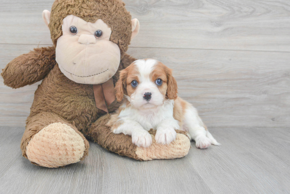 Cavalier King Charles Spaniel Puppy for Adoption