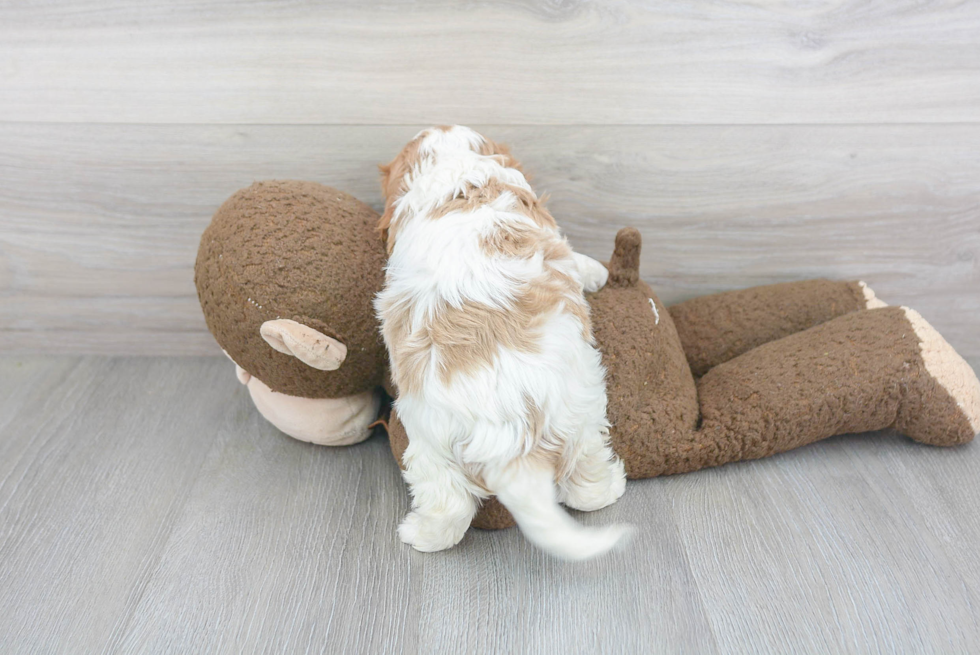 Happy Cavalier King Charles Spaniel Purebred Puppy