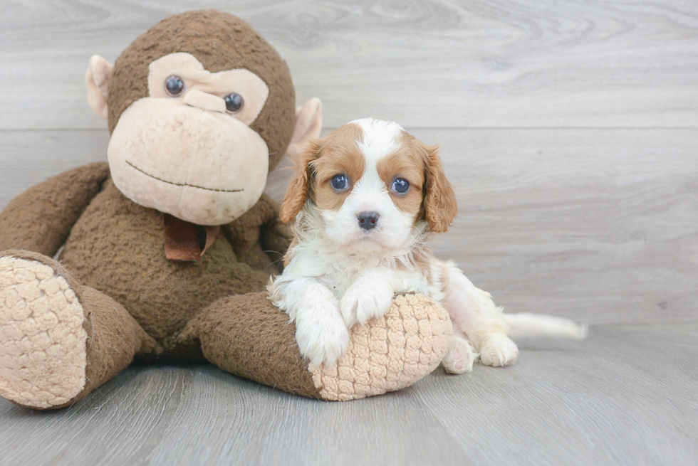 Friendly Cavalier King Charles Spaniel Baby