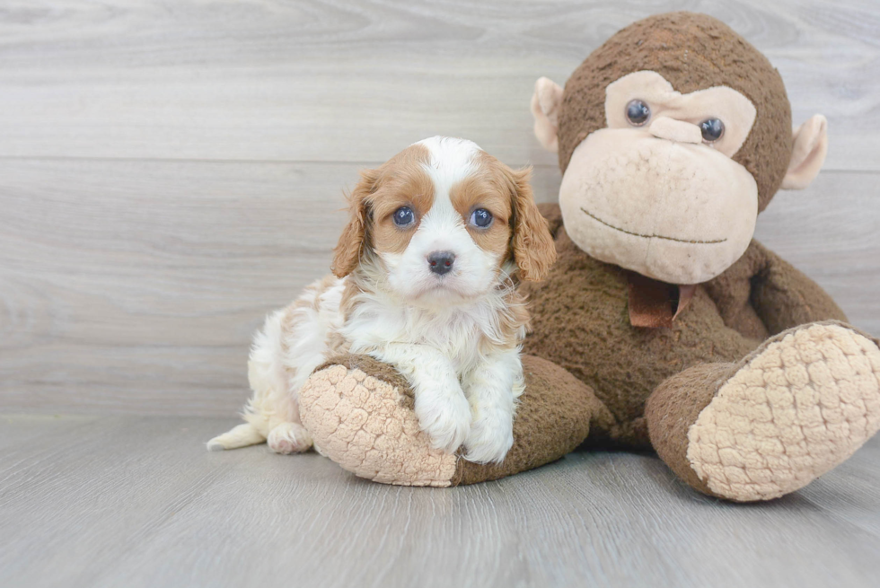 Little Cavalier King Charles Spaniel Baby