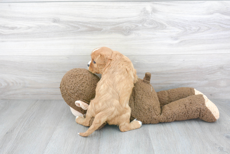 Cavalier King Charles Spaniel Puppy for Adoption