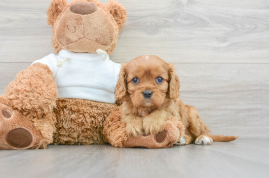 Playful Cavalier King Charles Spaniel Purebred Pup