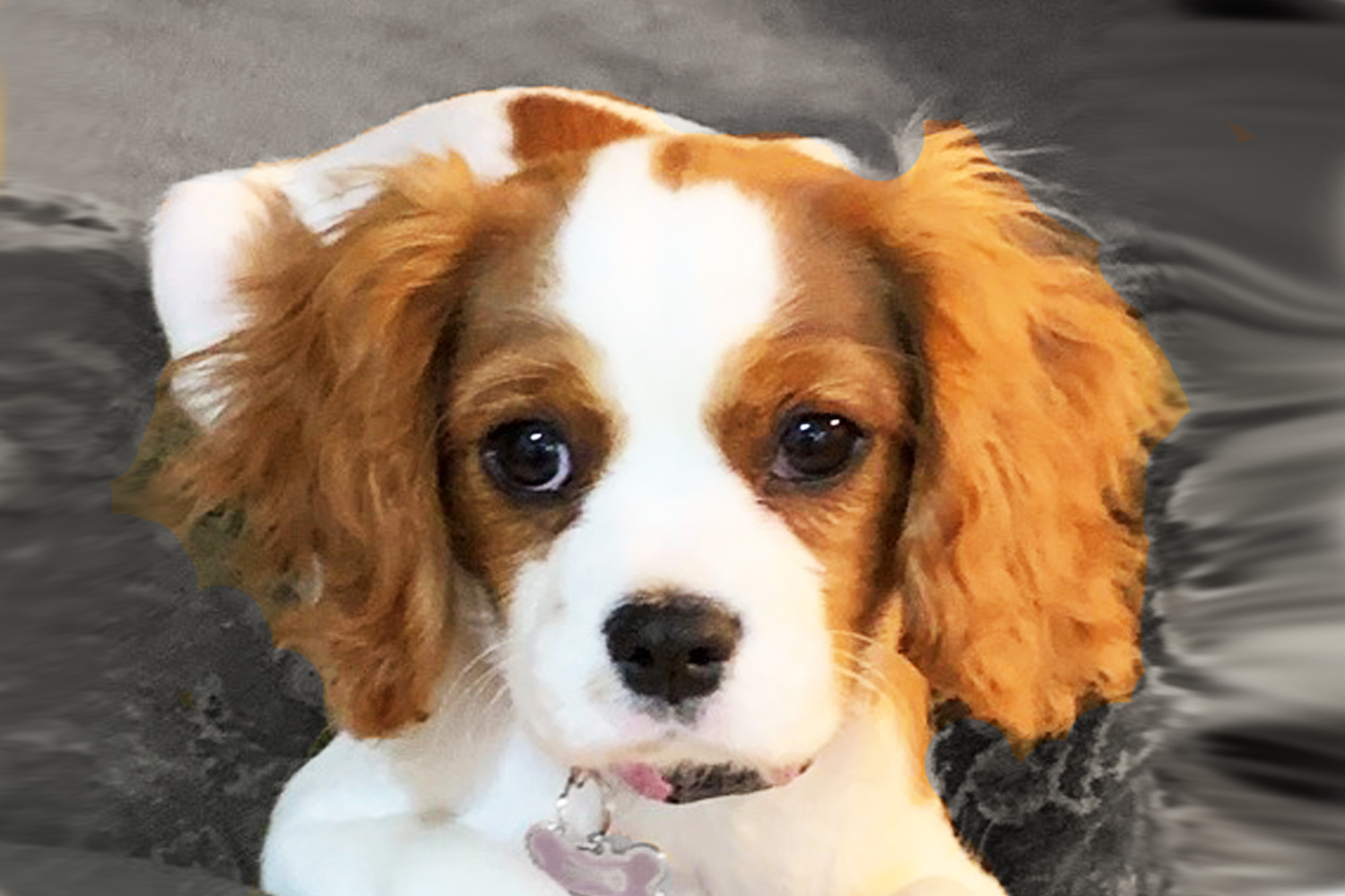 Cavalier King Charles Spaniel Puppies For Sale - Premier Pups