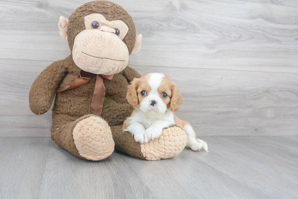 Cavalier King Charles Spaniel Pup Being Cute