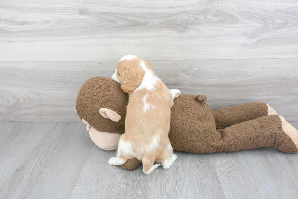 Petite Cavalier King Charles Spaniel Purebred Puppy