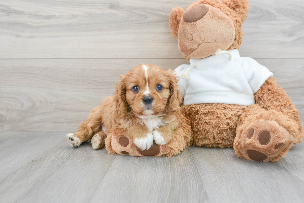 Cavalier King Charles Spaniel Pup Being Cute