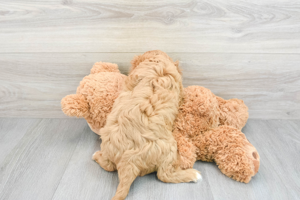 Happy Cavalier King Charles Spaniel Purebred Puppy