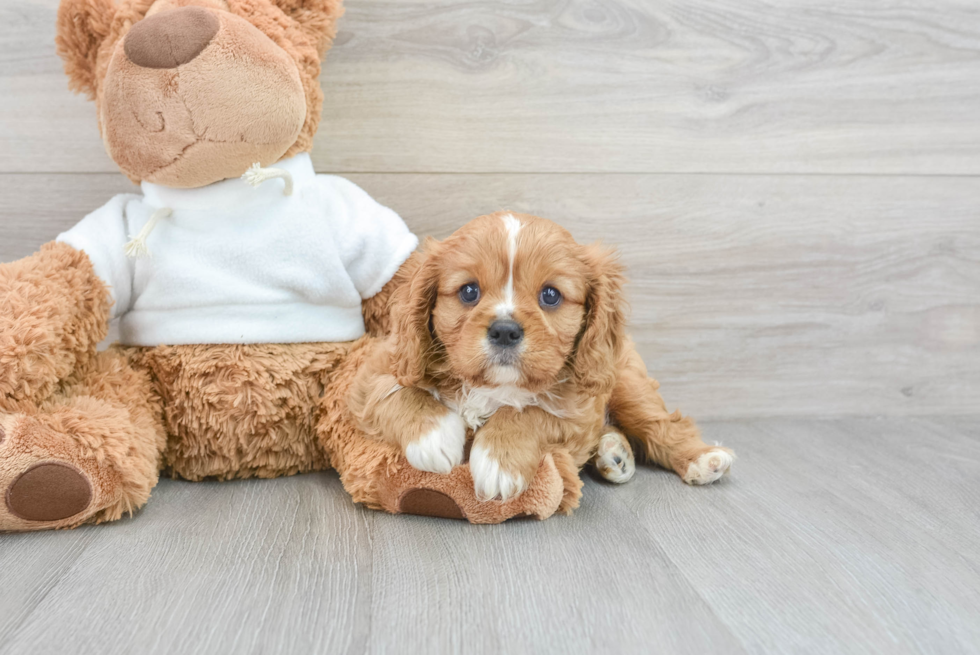 Funny Cavalier King Charles Spaniel Baby