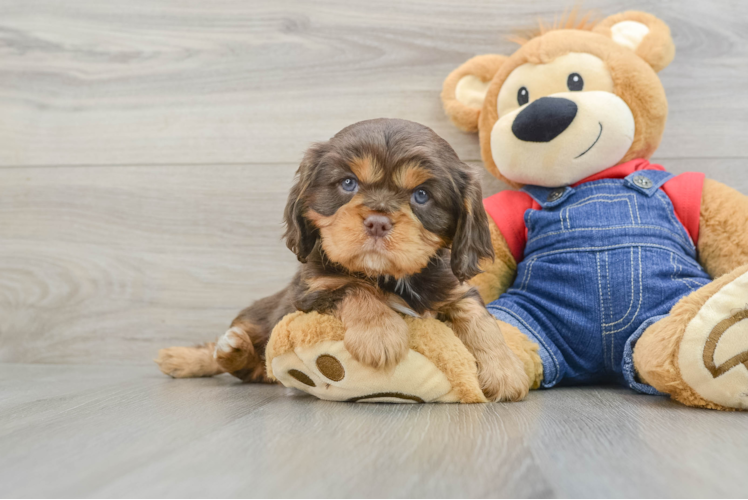 Friendly Cavalier King Charles Spaniel Baby