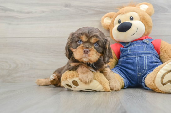 Friendly Cavalier King Charles Spaniel Baby
