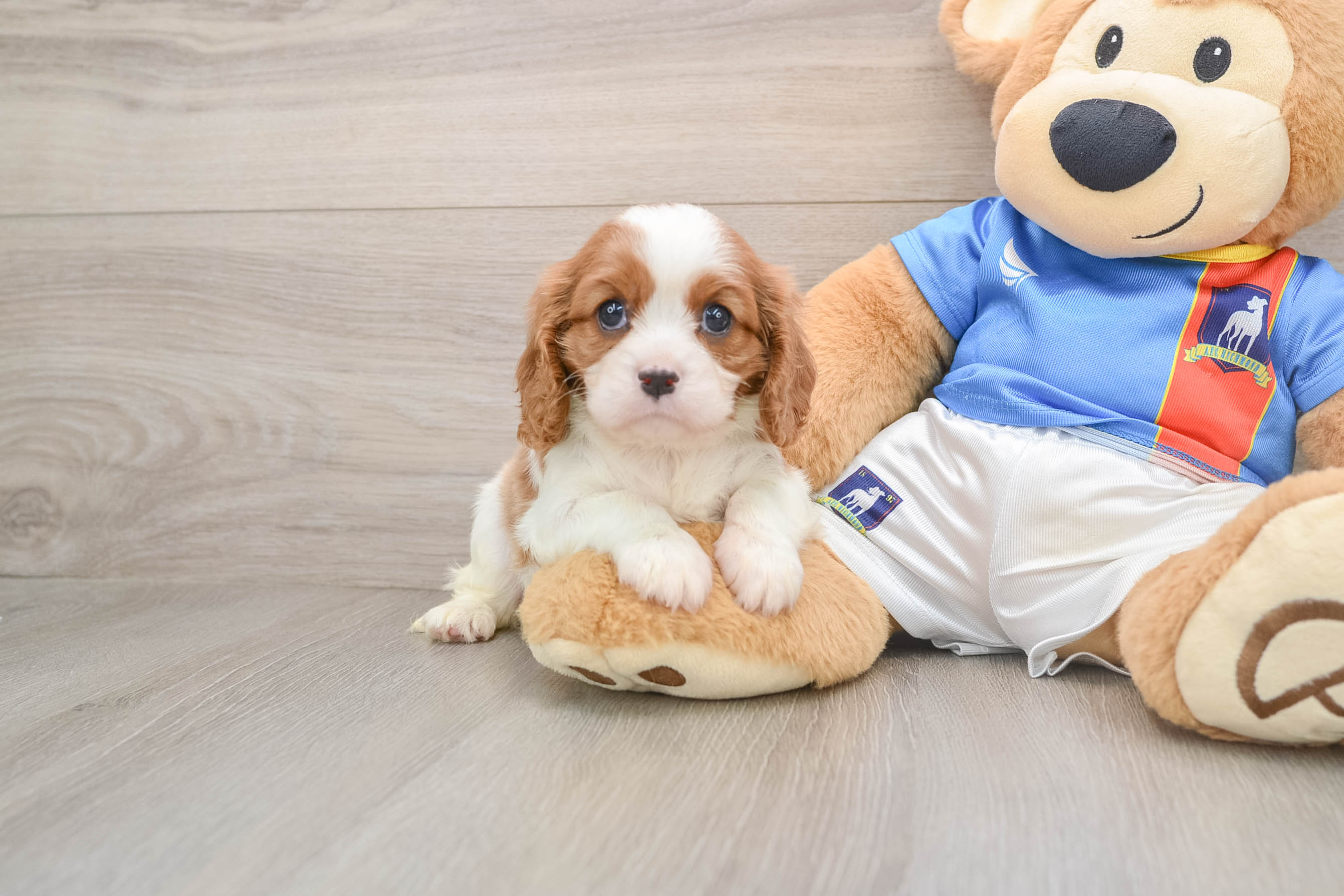 Cavalier King Charles Spaniel Puppy for Adoption