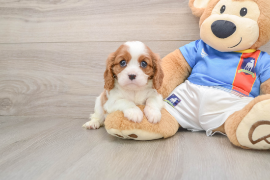 Cavalier King Charles Spaniel Puppy for Adoption