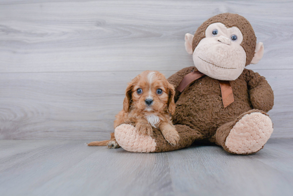 Best Cavalier King Charles Spaniel Baby