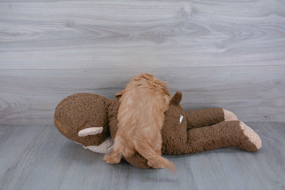Sweet Cavalier King Charles Spaniel Purebred Puppy