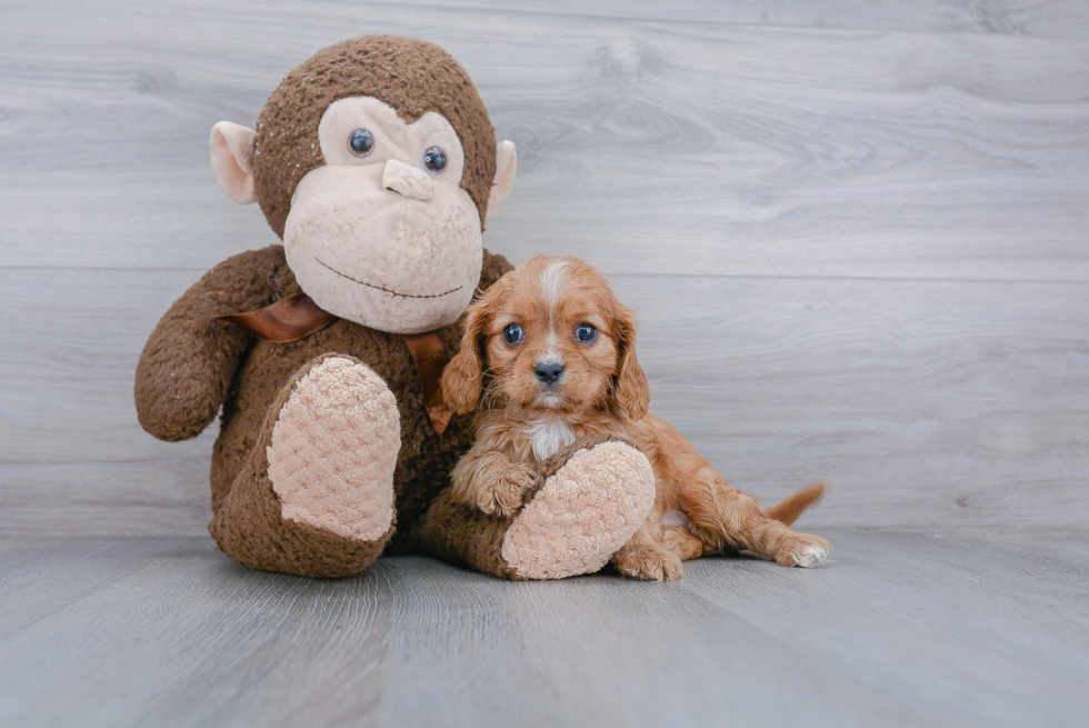 Cavalier King Charles Spaniel Puppy for Adoption