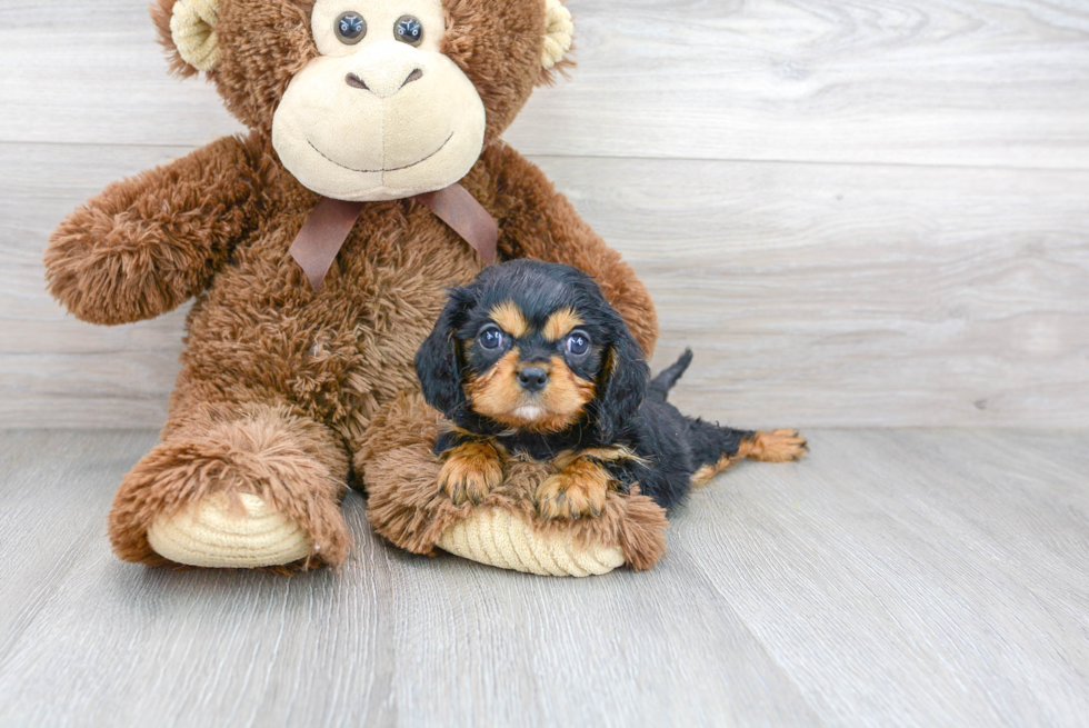 Best Cavalier King Charles Spaniel Baby